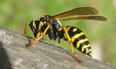 ALERTE aux GUEPES !